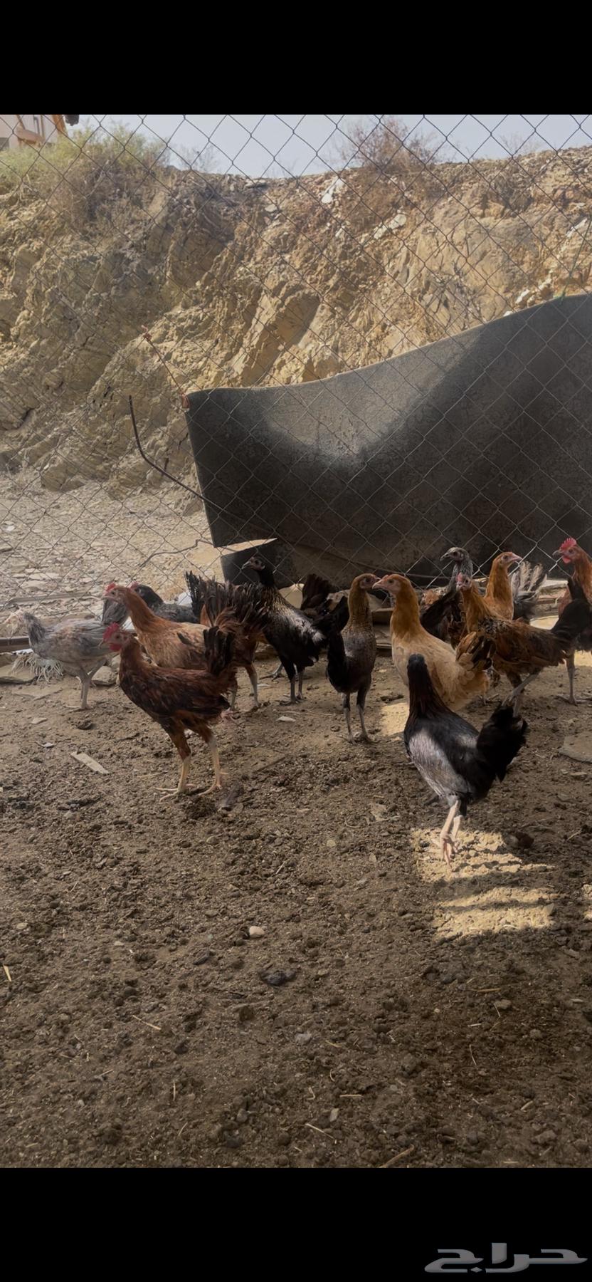 Local chicken for sale, the chicken has been sold63069664976899111
