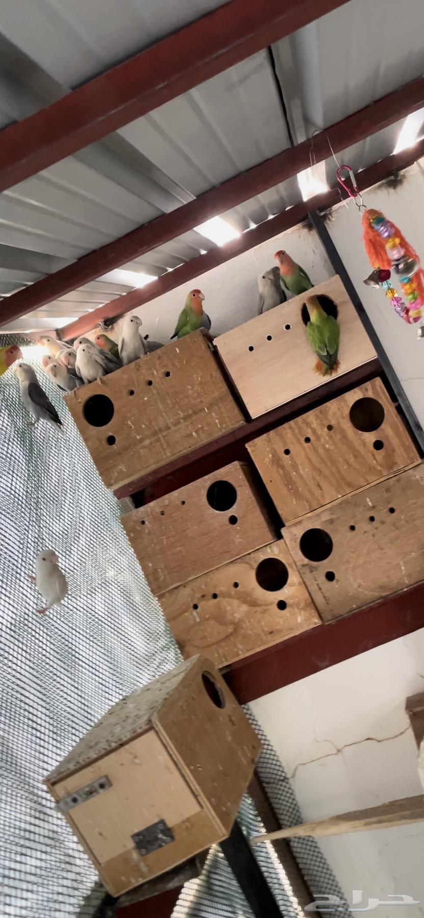 عشه روز63470262433667113