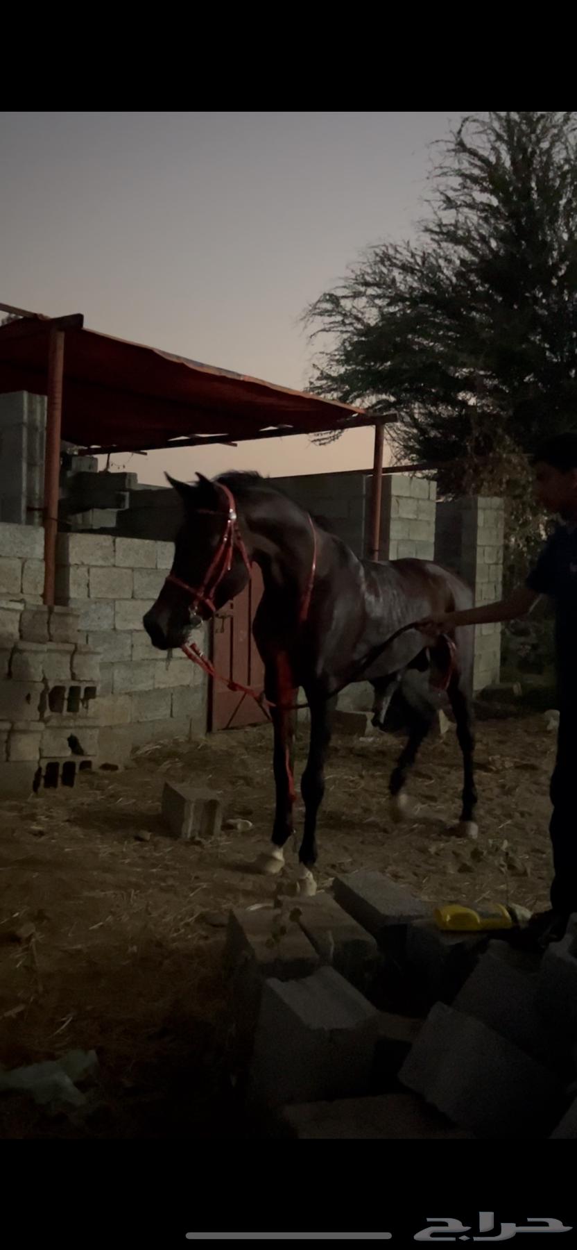 خيل شعبي63234846617474112
