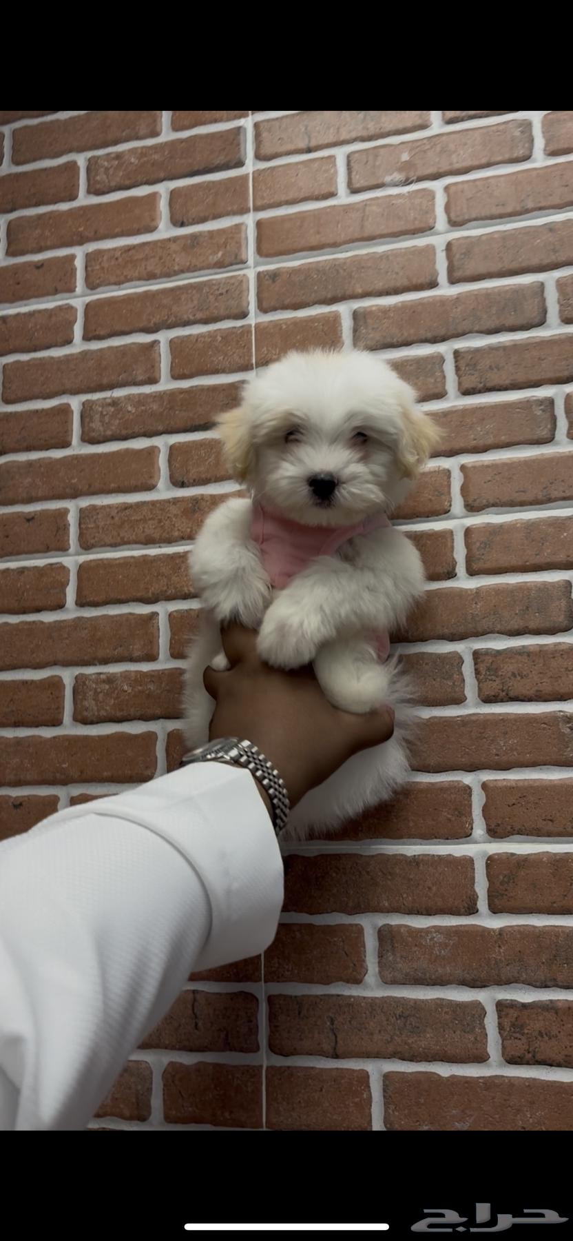 Two-month-old Maltese dogs, small size63068019334915111
