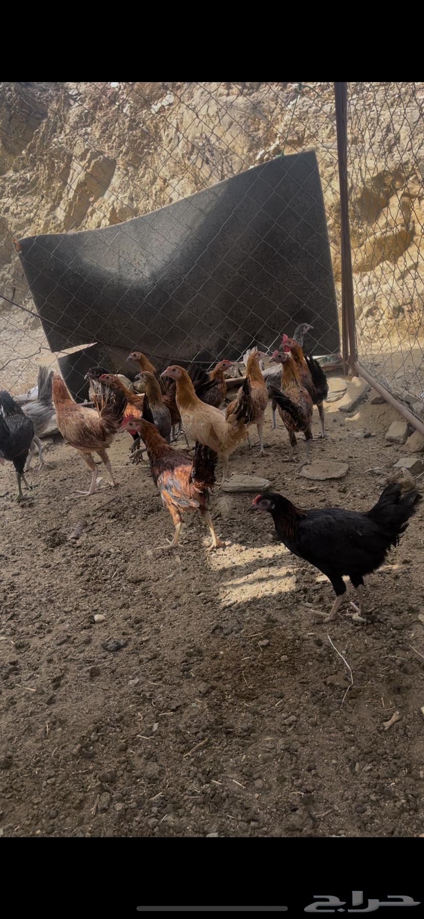 Local chicken for sale, the chicken has been sold630696649768991117
