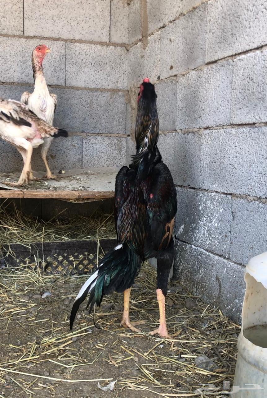 These shamo chickens are sold out63070076631169111
