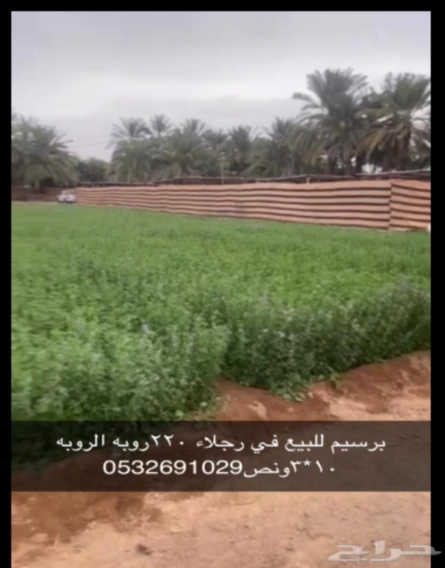 Persian for sale63068818903683112