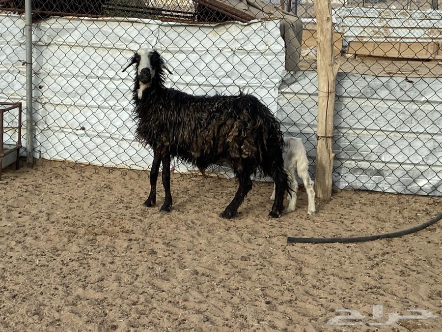 It is an Arabic sheep with a lamb on it.63076150826114112