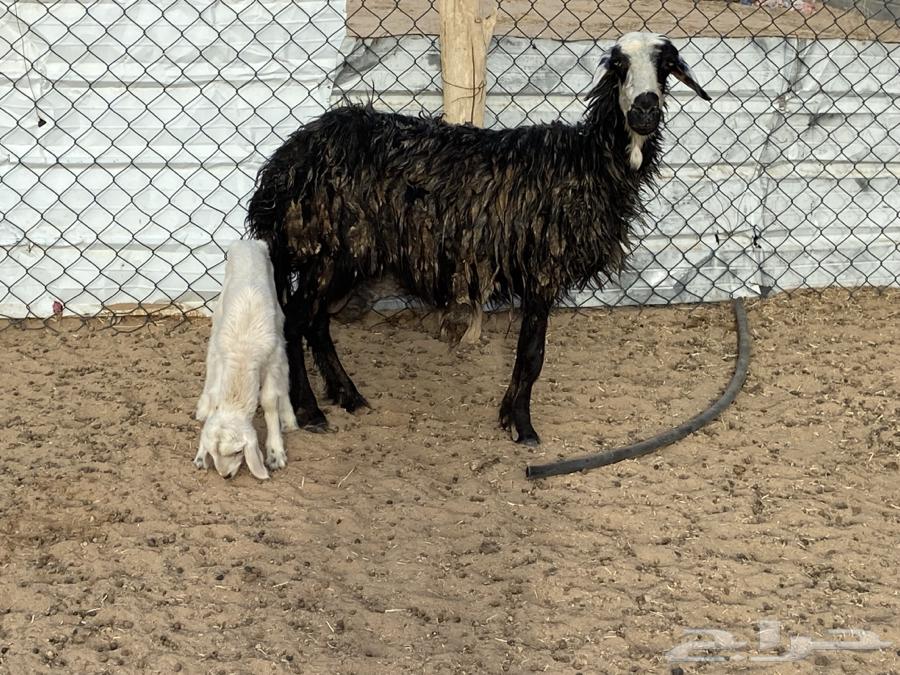 It is an Arabic sheep with a lamb on it.63076150826114113
