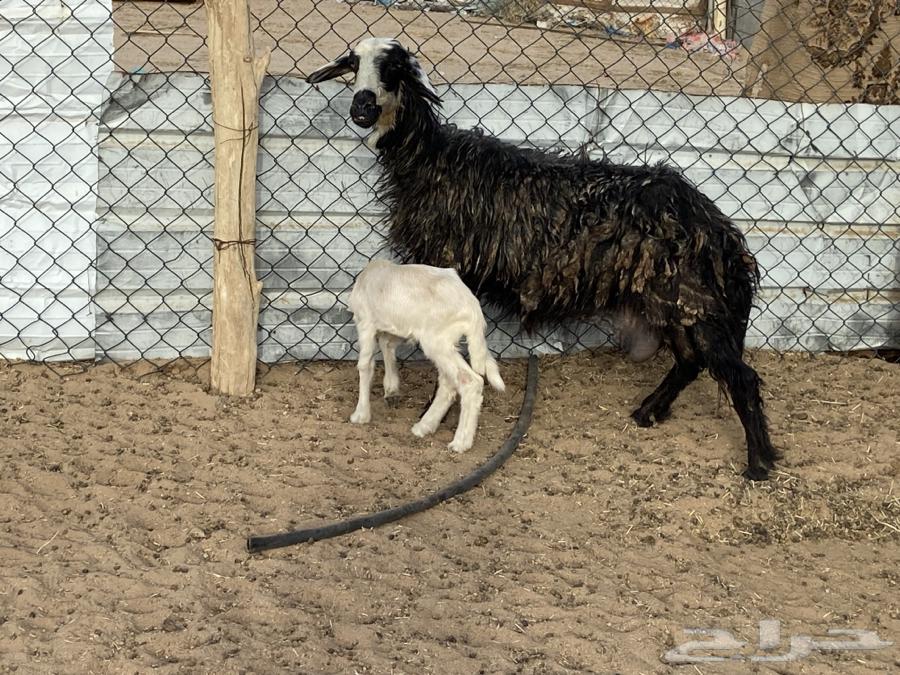 It is an Arabic sheep with a lamb on it.63076150826114111