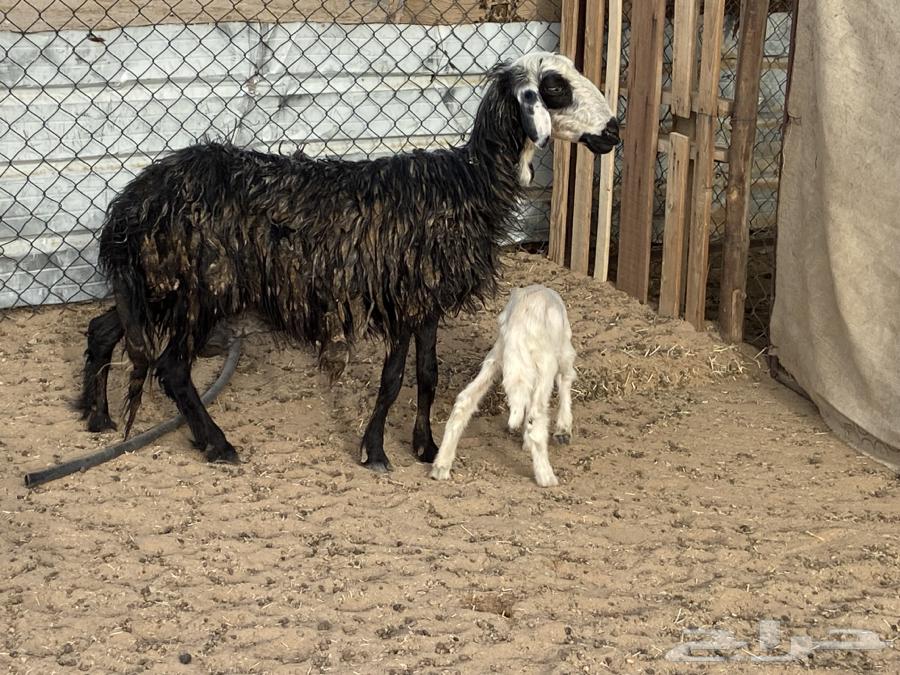 It is an Arabic sheep with a lamb on it.63076150826114112