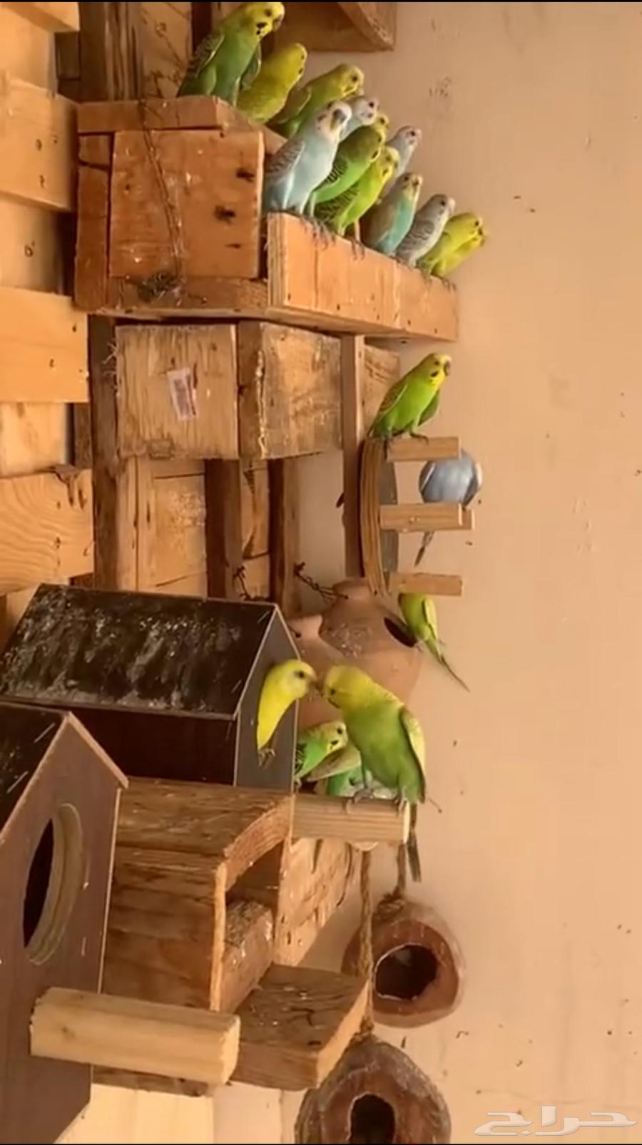 طيور630664099699211121