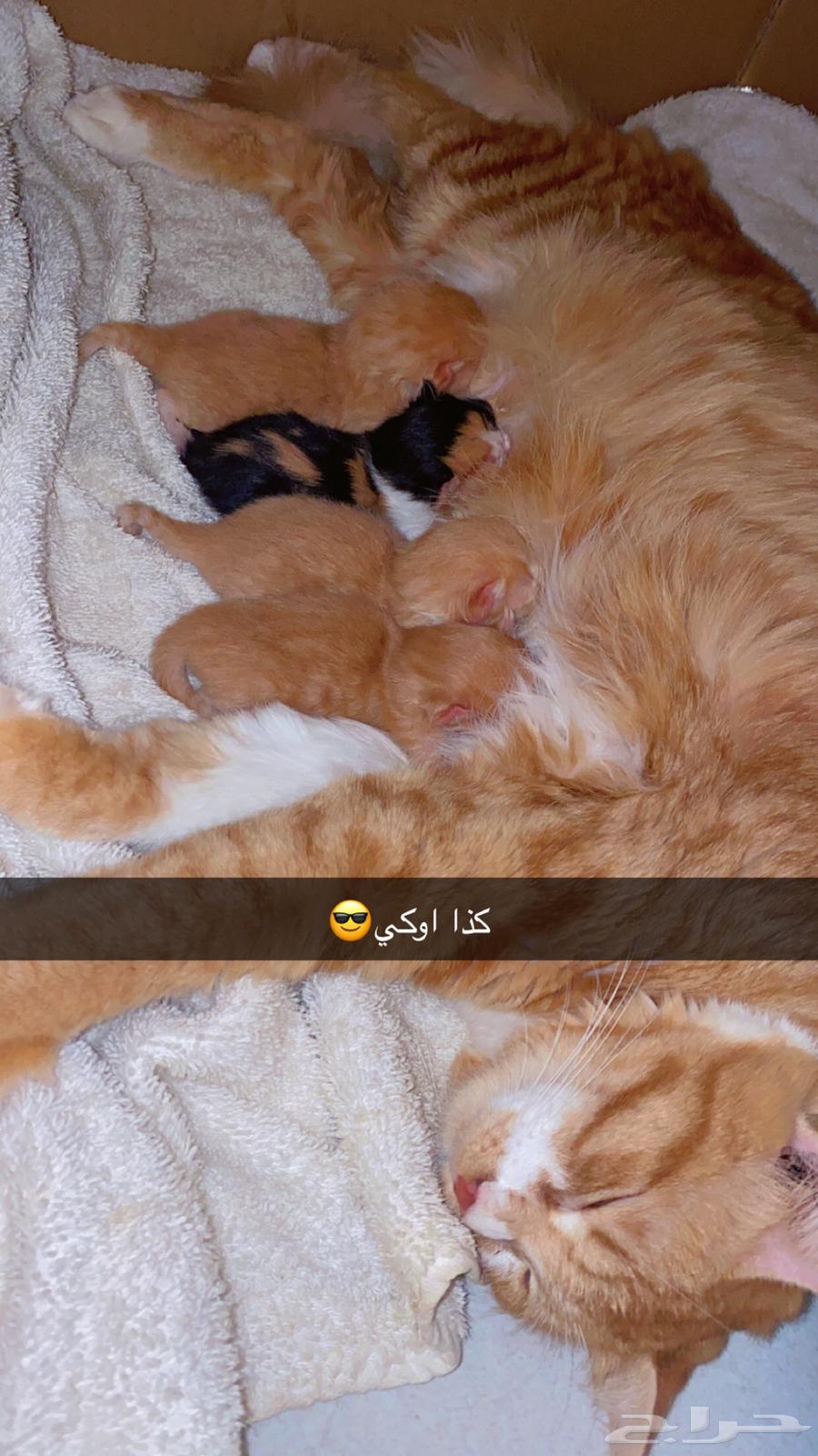 Two-month-old kittens for free adoption63066392816770114