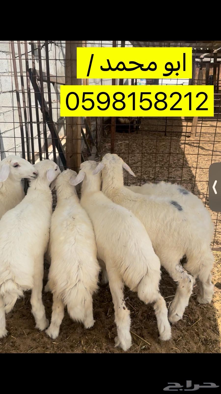 Sacrifices are trustworthy and to Allah the limit. We have pleasures, wealth, freedoms and goats, may Allah welcome you.63066802493827111