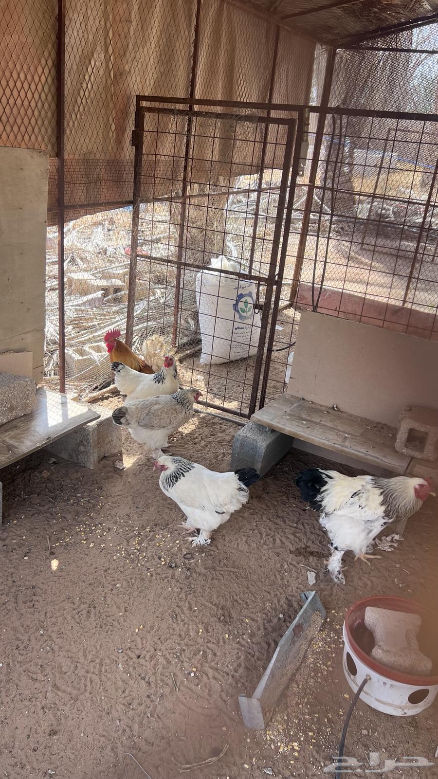 Brahma chicken for sale630663725982731113