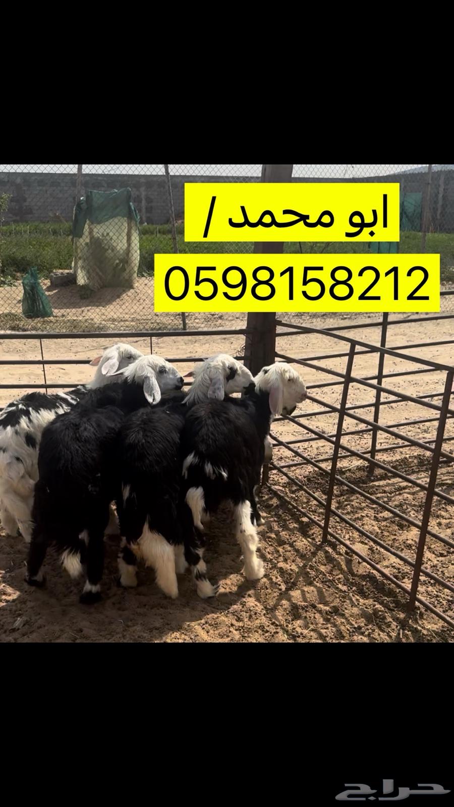 ذبائح ثقه ولله الحد عندنا نعيم ونجد وحريات وتيوس حياكم الله630668024938271110