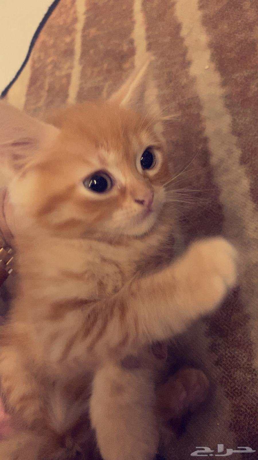 Two-month-old kittens for free adoption63066392816770113