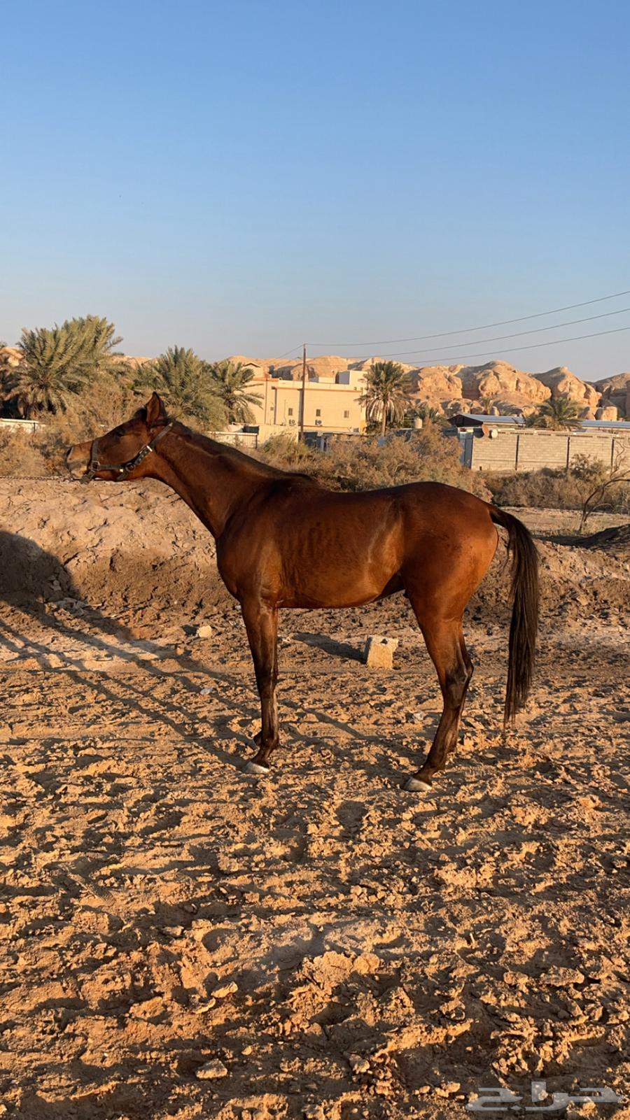 حصان للبيع63066787586051112