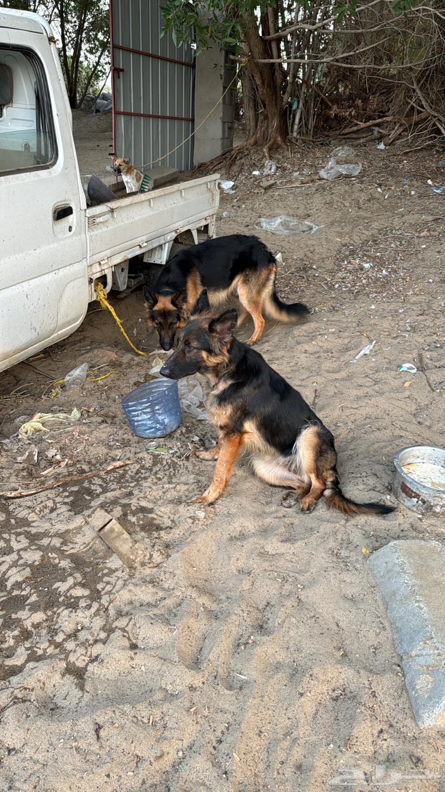 Jero German male aged 35 to 40 days has photo of mother and father and brothers63066782564099112