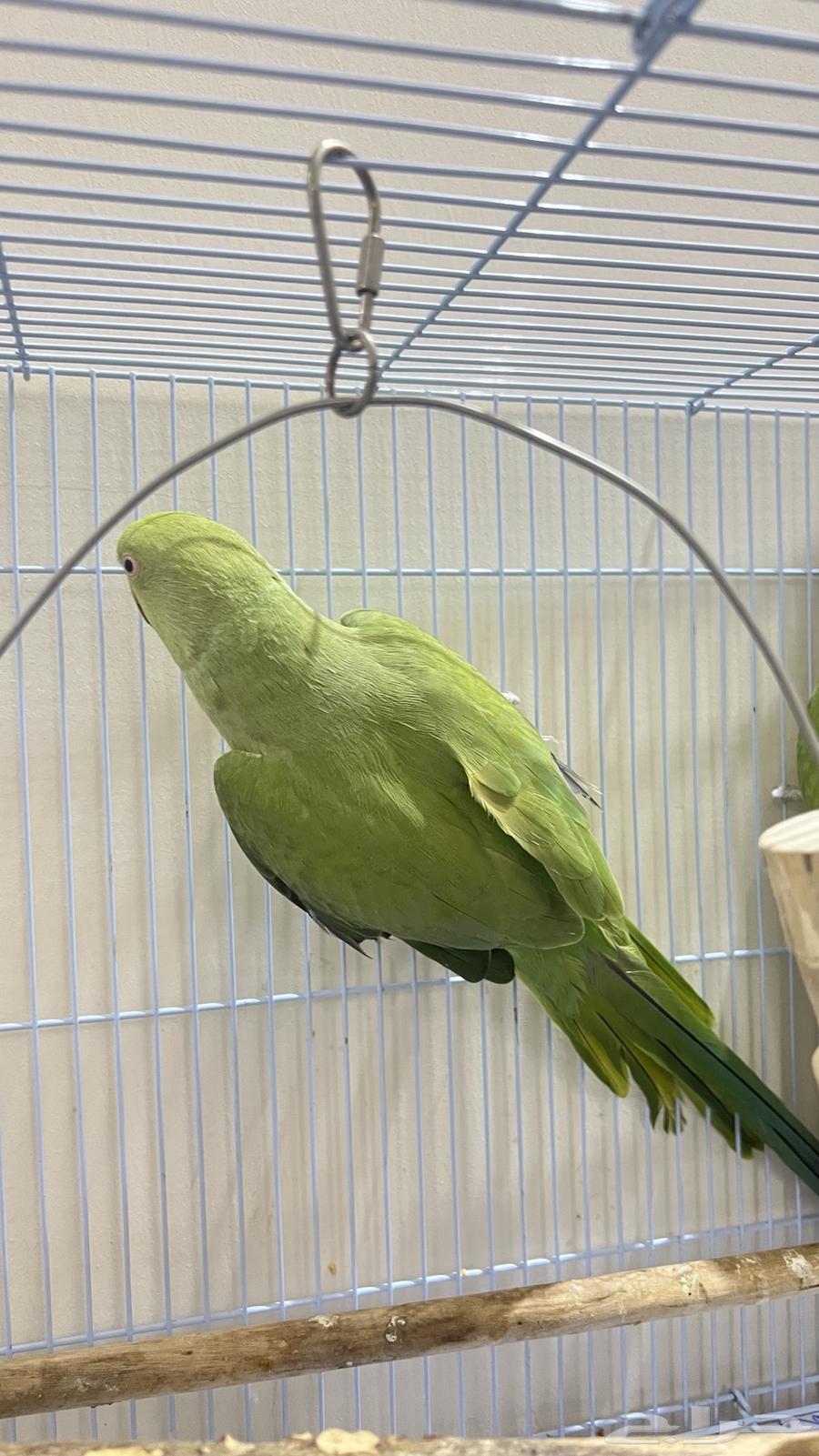 For sale, a pearl Indian parrot63065618110593111