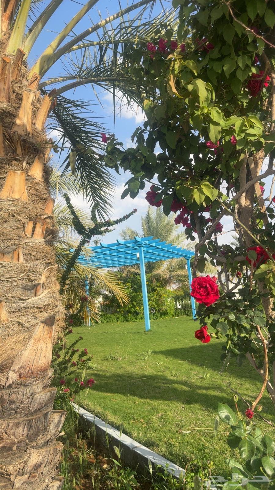 Today's rent is a resort in Al-Qaid Ha'il.62884657006081113