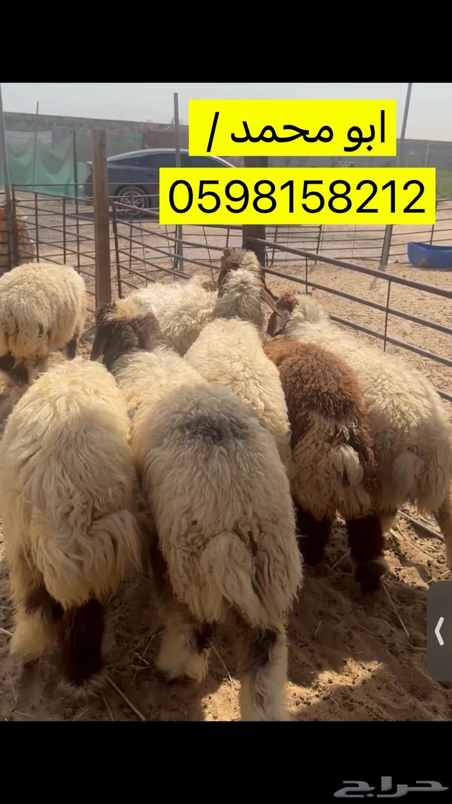 Sacrifices are trustworthy and to Allah the limit. We have pleasures, wealth, freedoms and goats, may Allah welcome you.63066802493827112