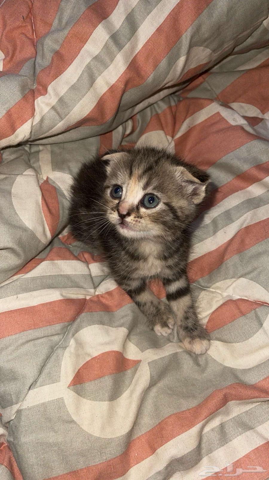 Scotch was63065622891649111