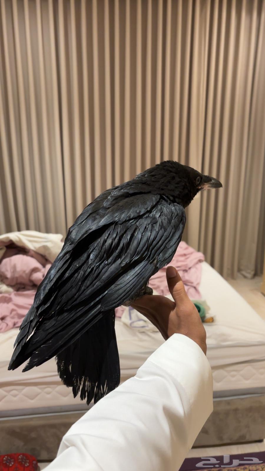 غراب ري ن63066398681347111