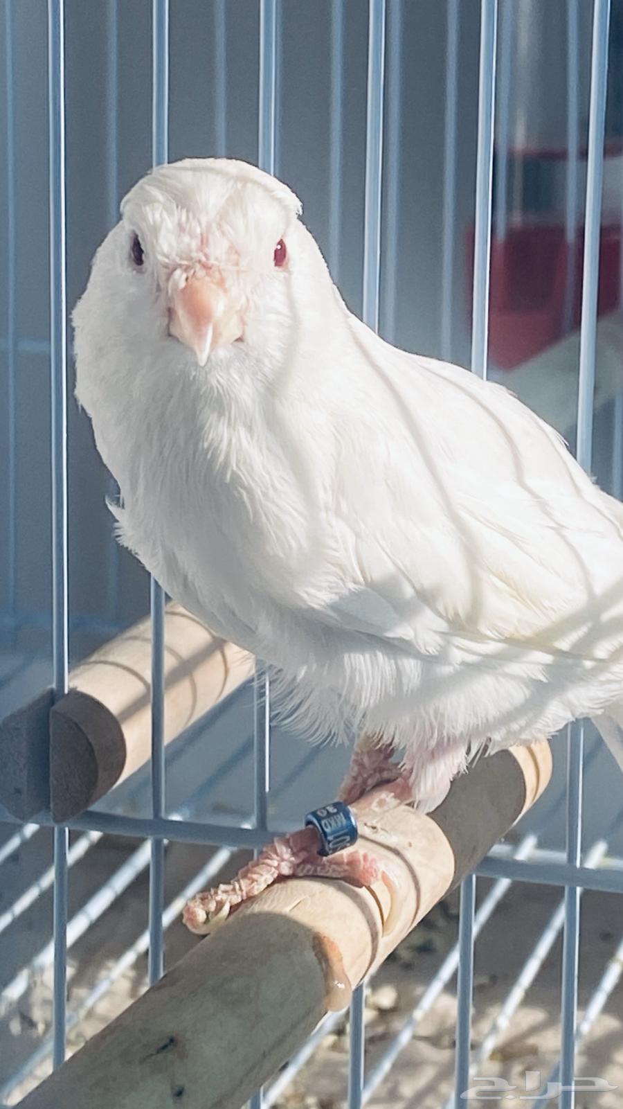 White Canary Diamond male for sale63065623498115111