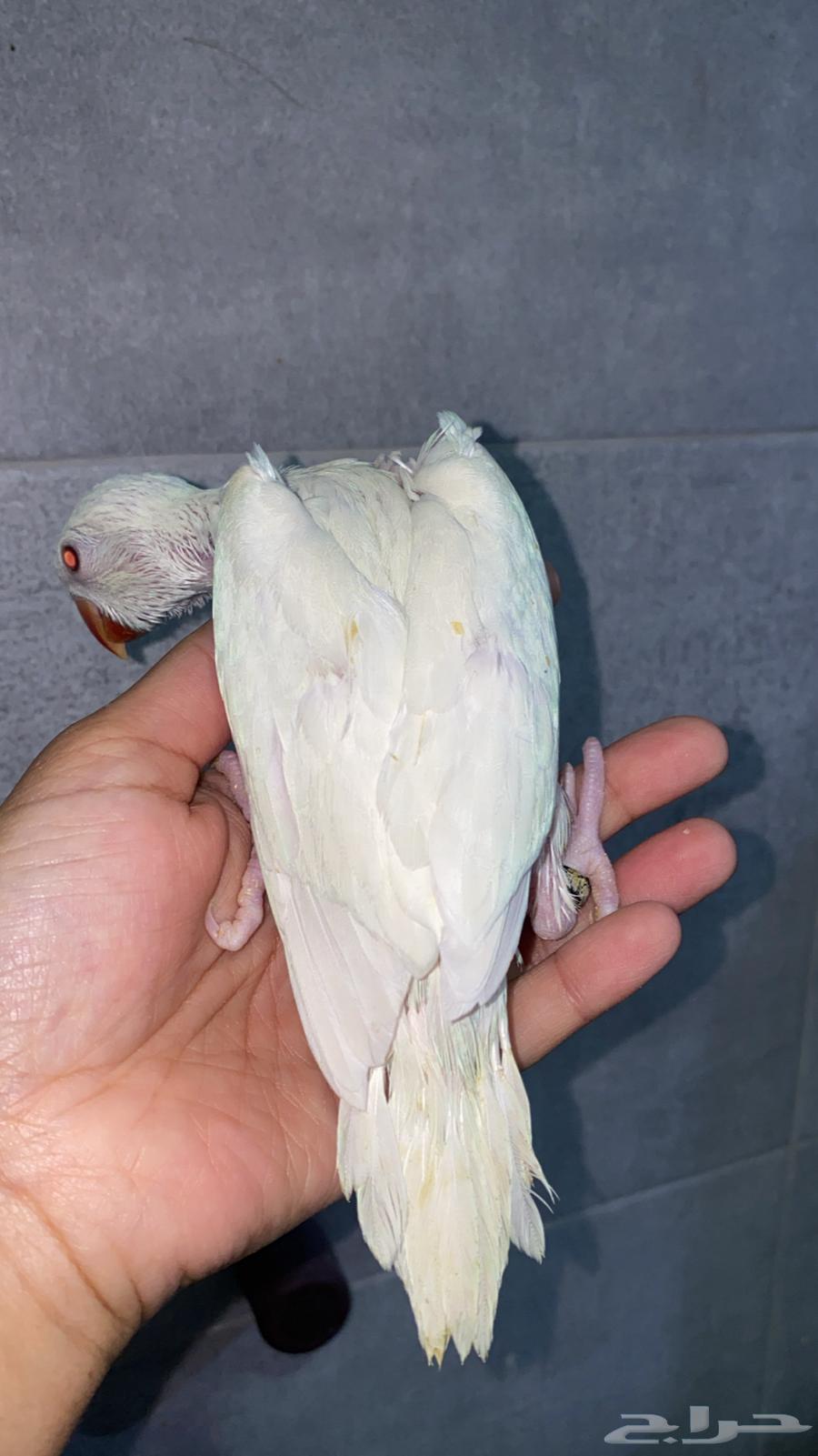 دره ألبينو نهاية غر63065582695937111