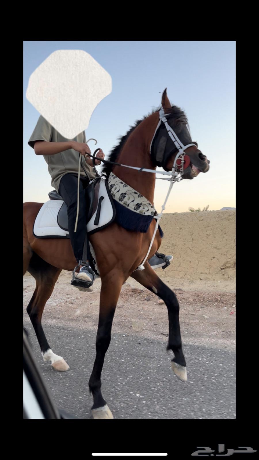 حصان واهو63065990957698114