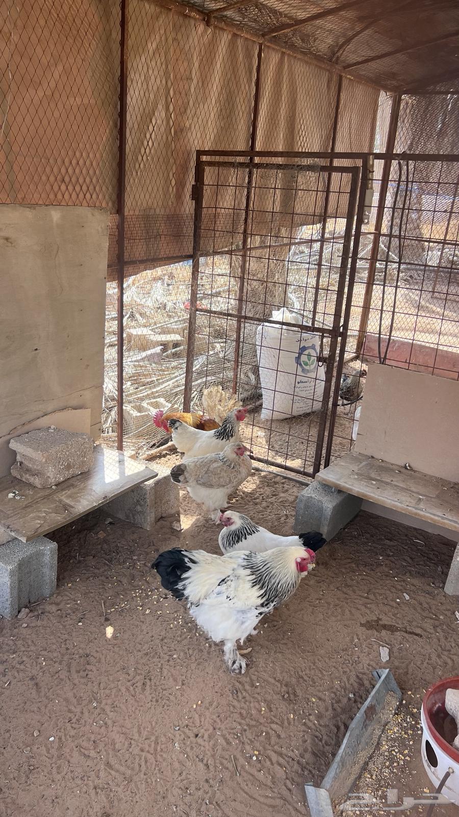 Brahma chicken for sale63066372598273112