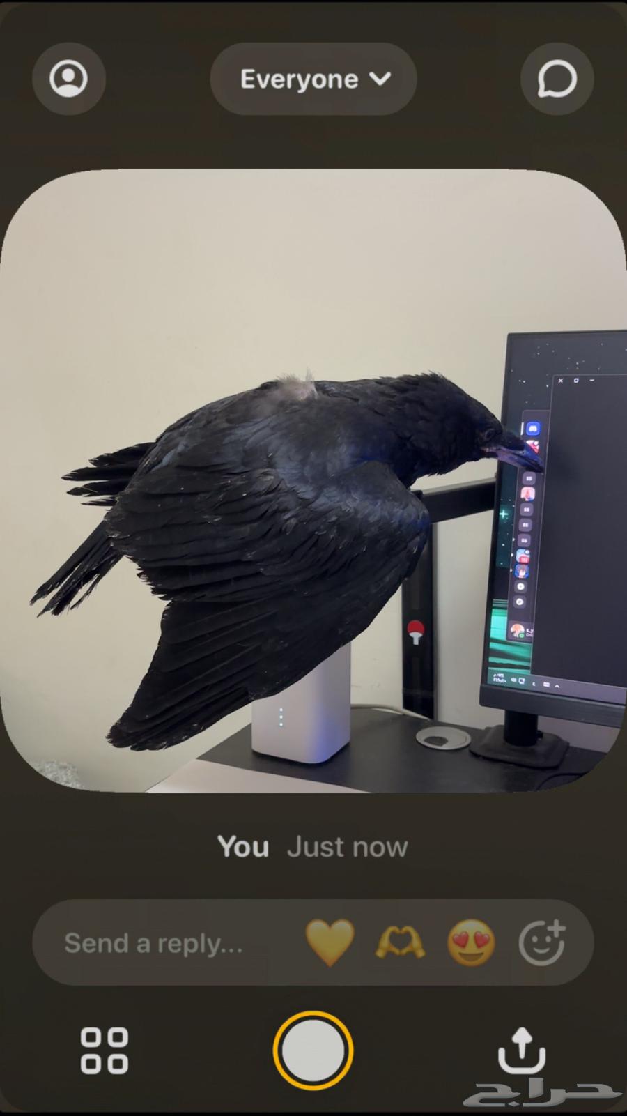 غراب ري ن63066398681347112