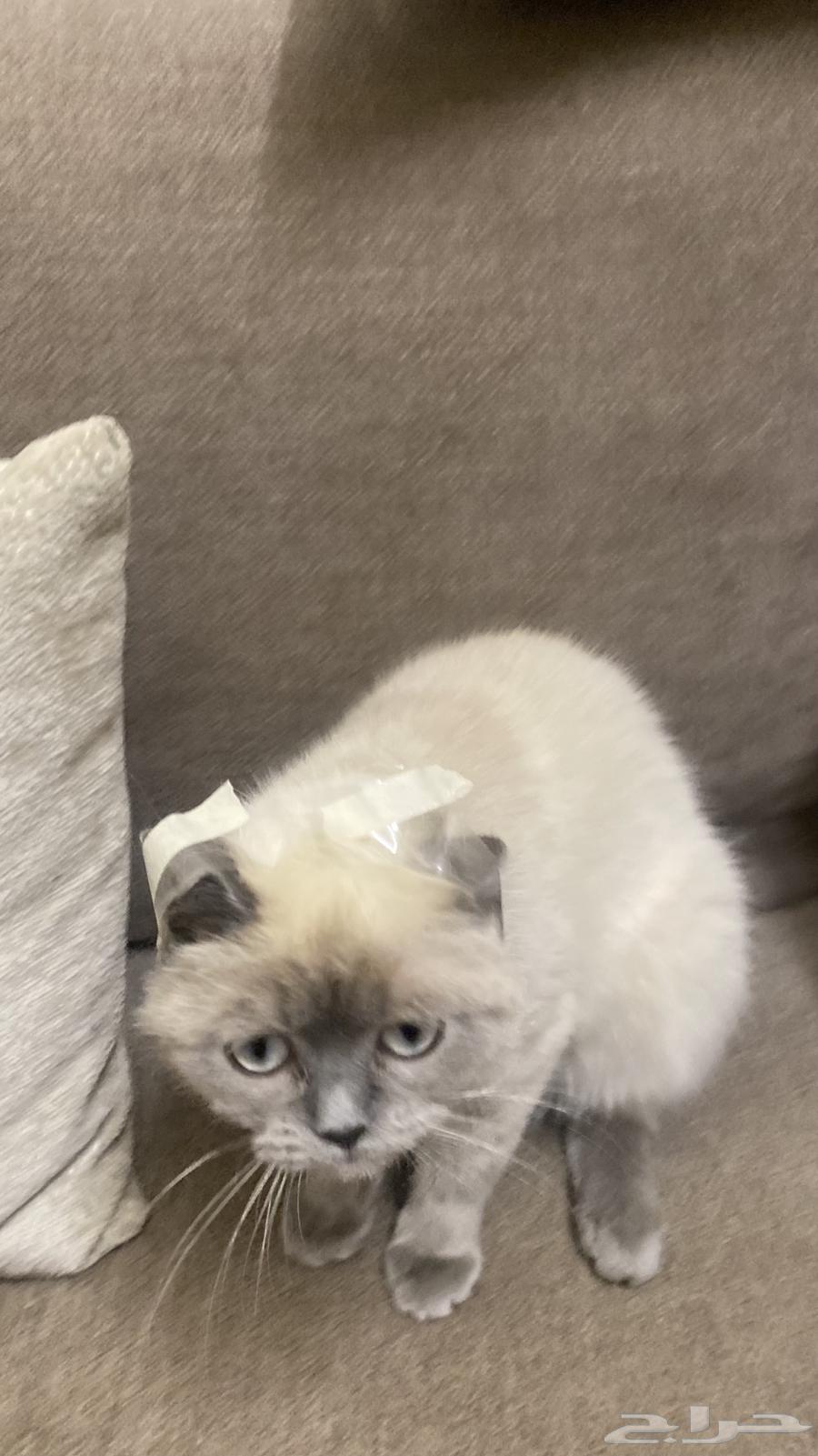 Scotch Gray and White Cat for Sale63066372290691112