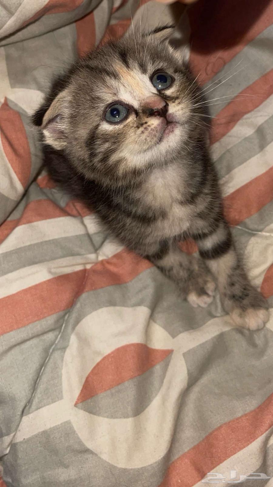 Scotch was63065622891649112