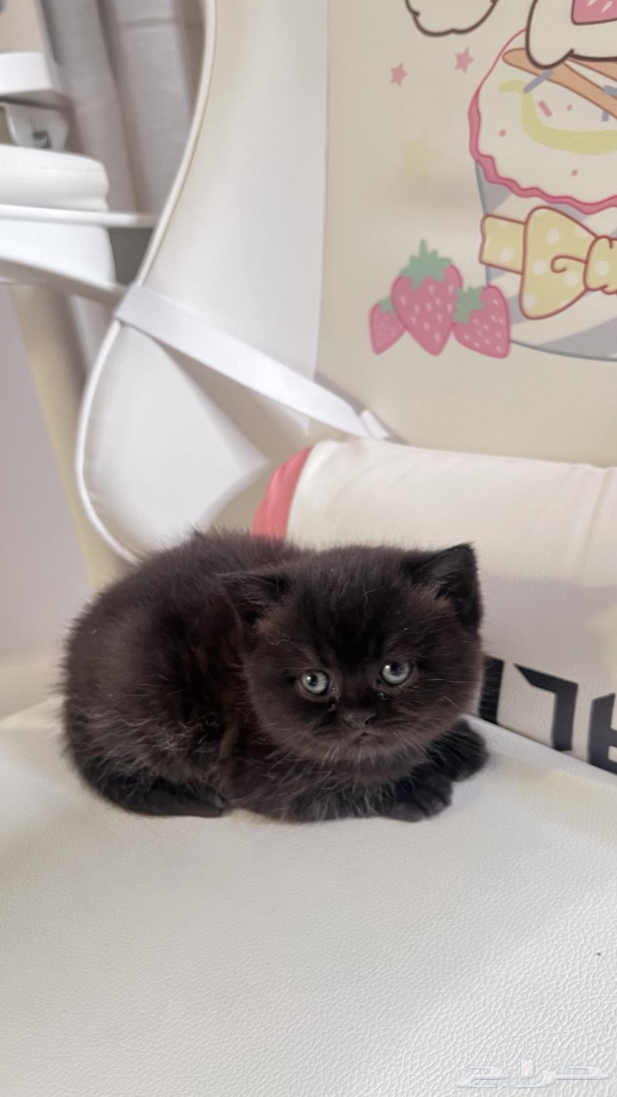 Scotch Street kittens for sale63065607853059111