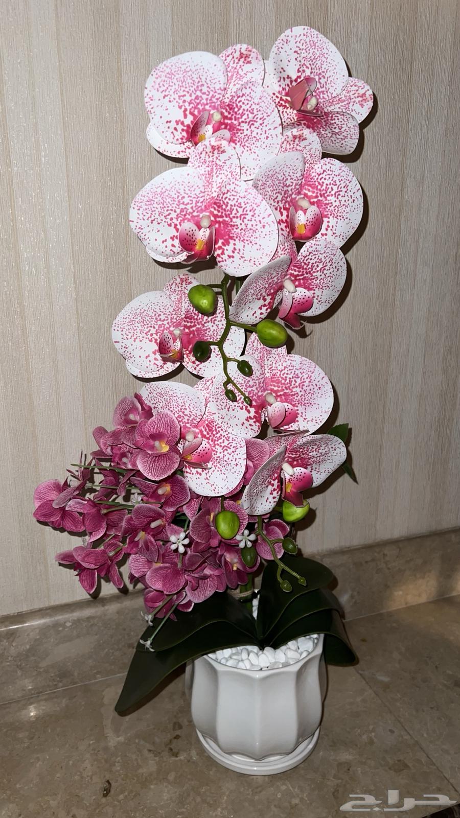 ورد سليم غير مكسور63066829304833111
