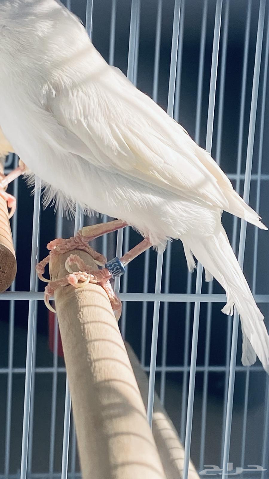 White Canary Diamond male for sale63065623498115113