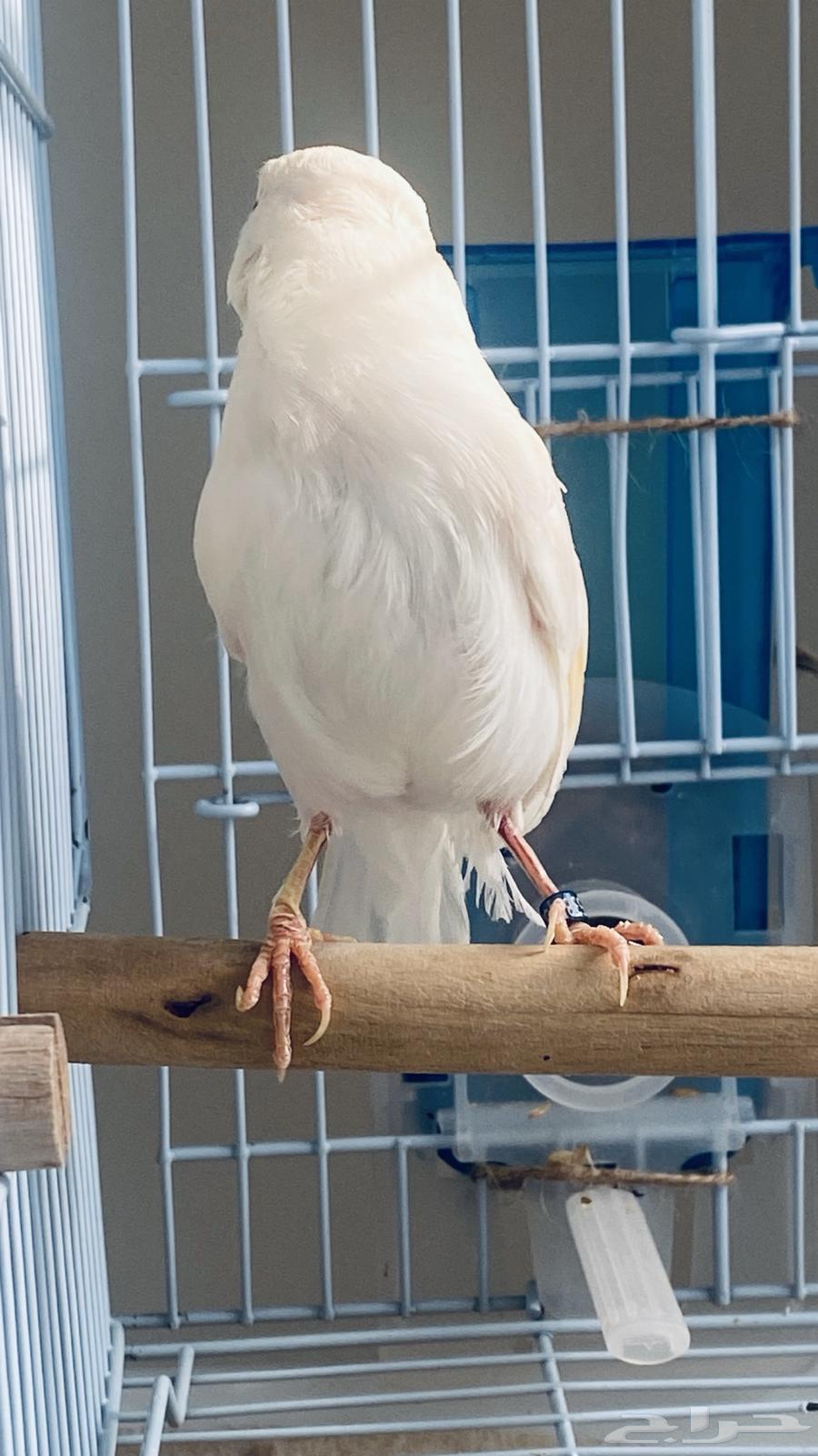 White Canary Diamond male for sale63065623498115112