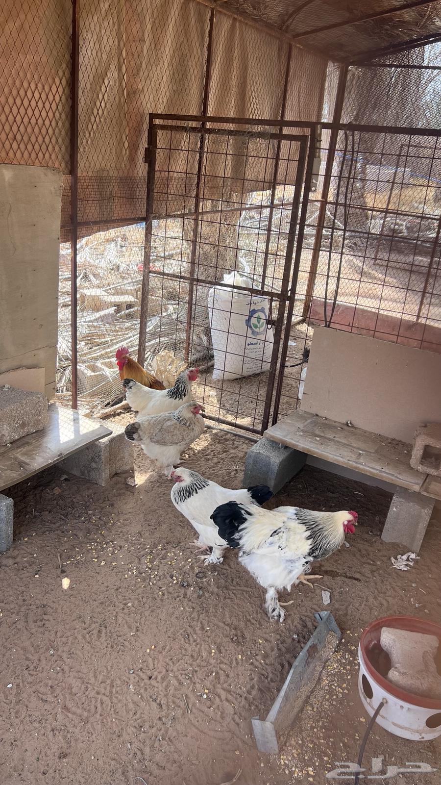 Brahma chicken for sale63066372598273111