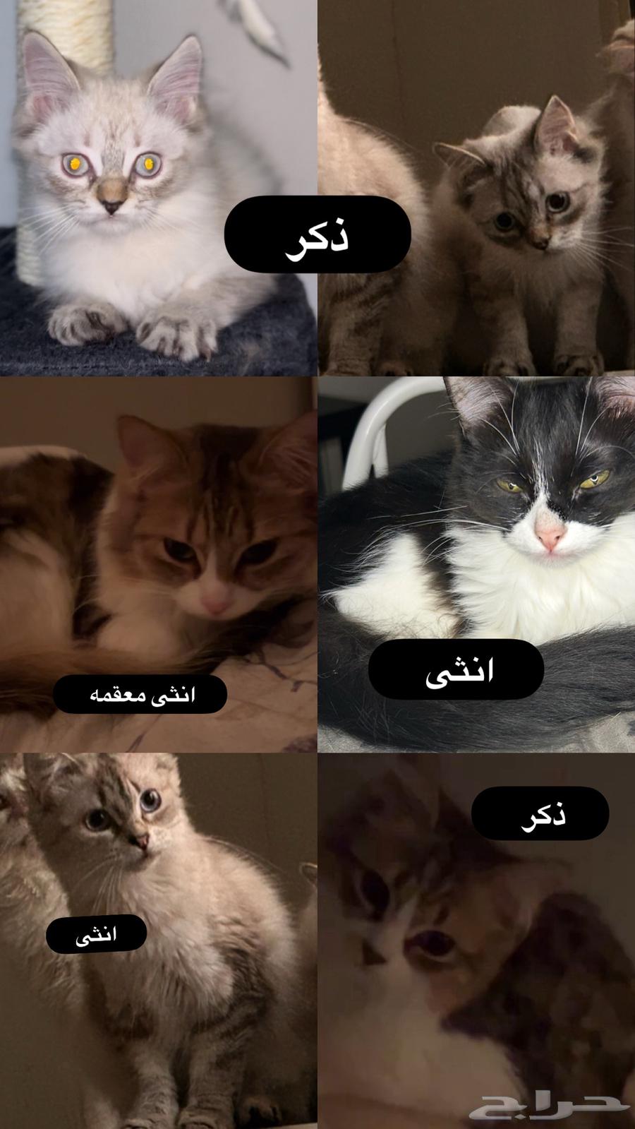 قطط للتبني العاجل630660115745291125