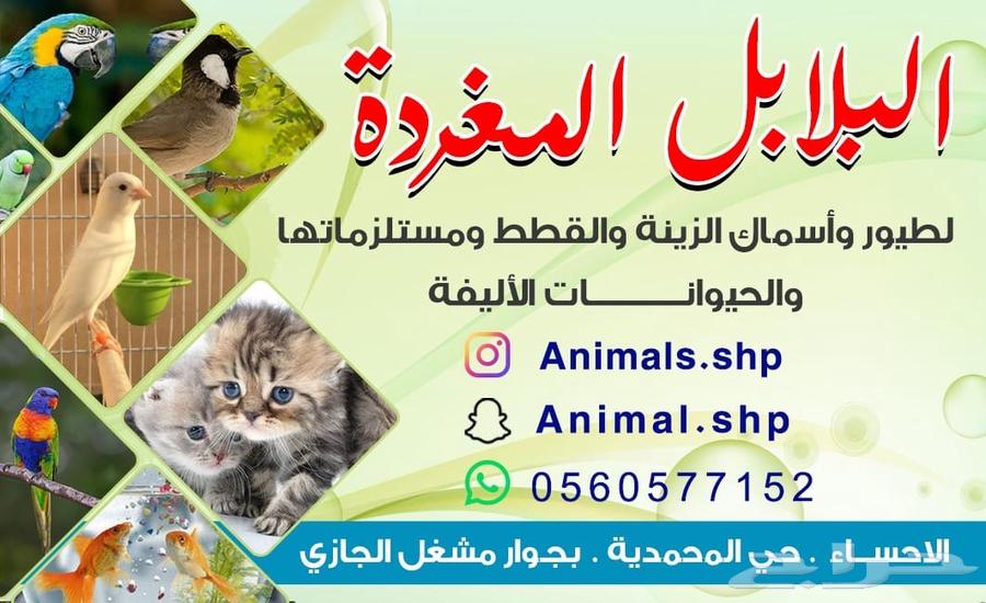 مكاو هانز - ميني مكاو63065623120643114