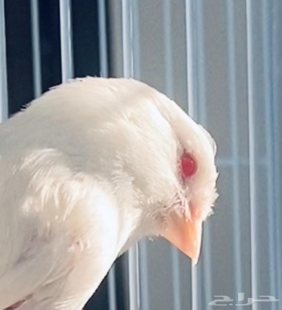 White Canary Diamond male for sale630656234981151123