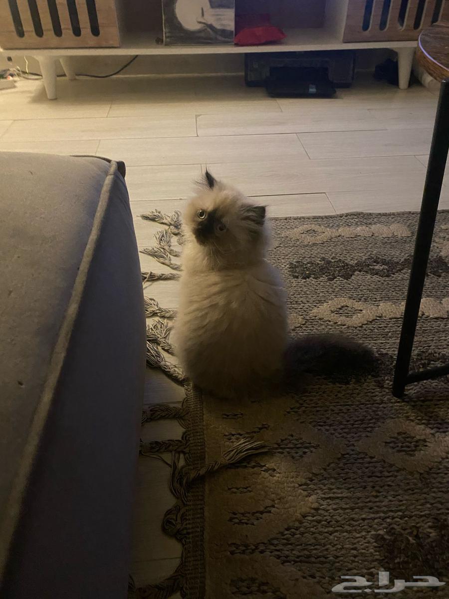 For sale Himalayan Pure (female)63065617920387111
