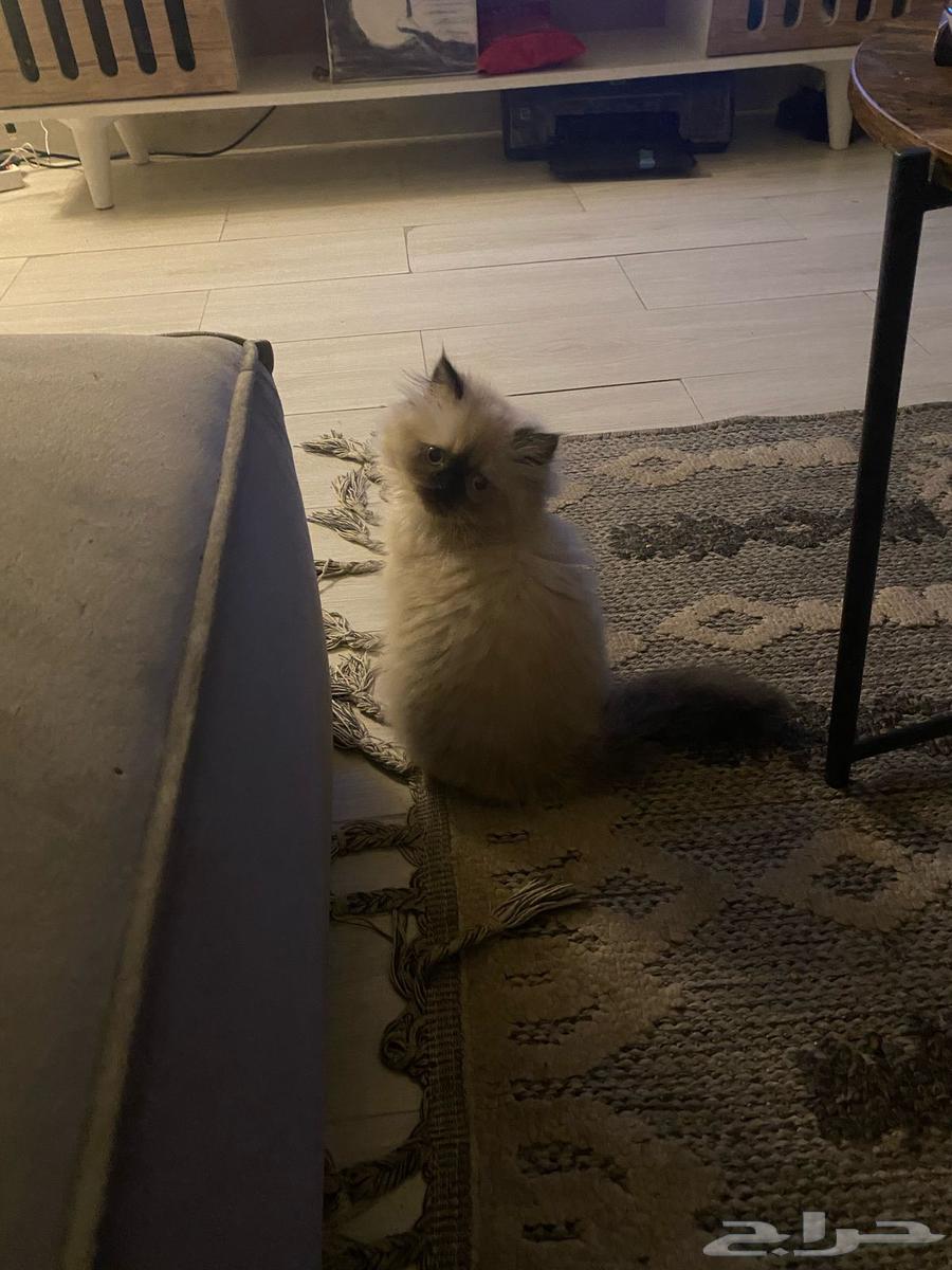For sale Himalayan Pure (female)63065617920387112