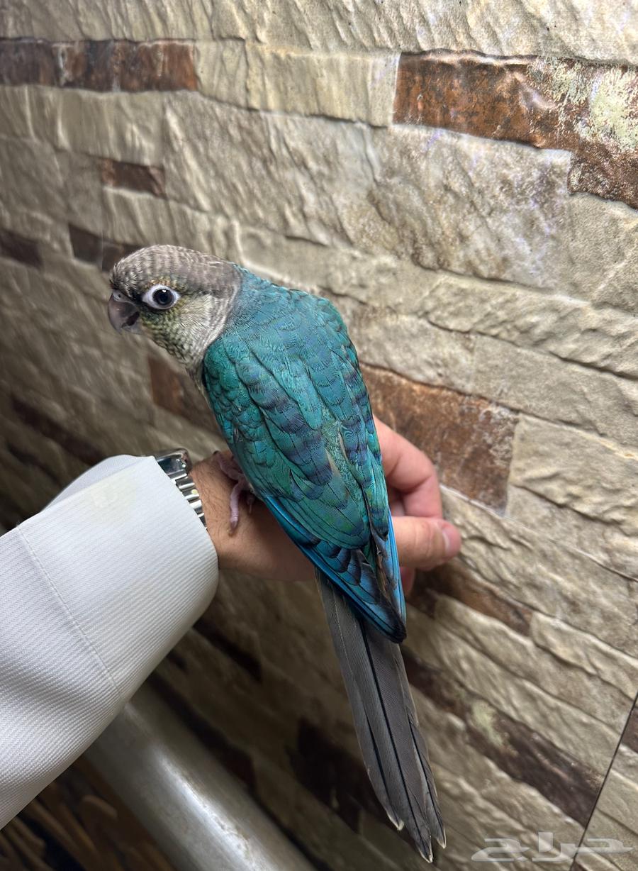Kinyor Turquoise - Male Analyst ((Sold))63066813123203111