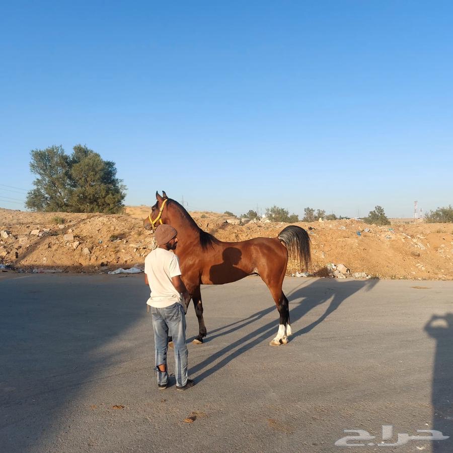 حصان فحل63067178428162110
