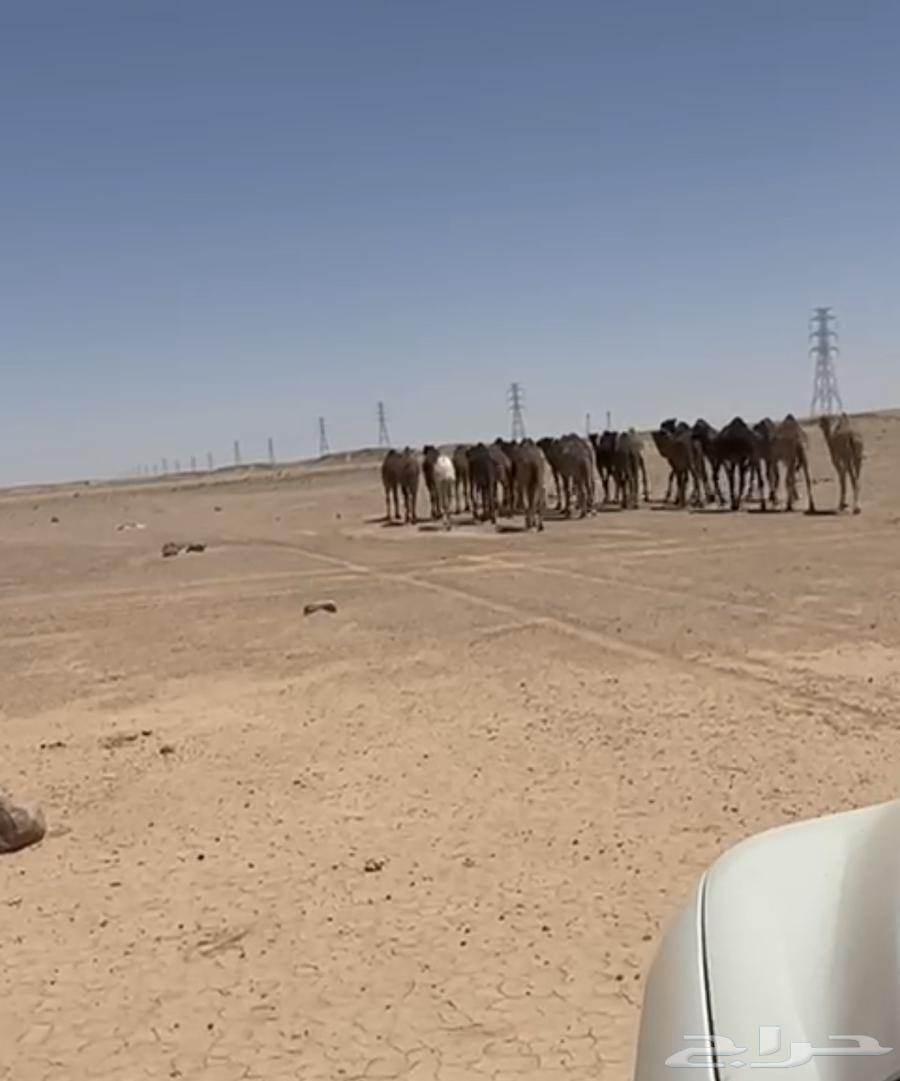حشو للبيع630647992143371124