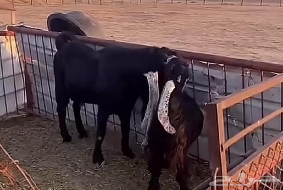 للبيع تيس هولندي أسود هجين عارضي63065597091842113