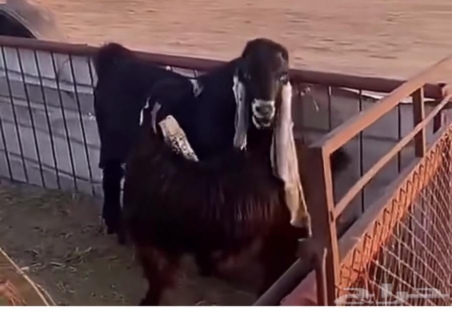 للبيع تيس هولندي أسود هجين عارضي63065597091842111