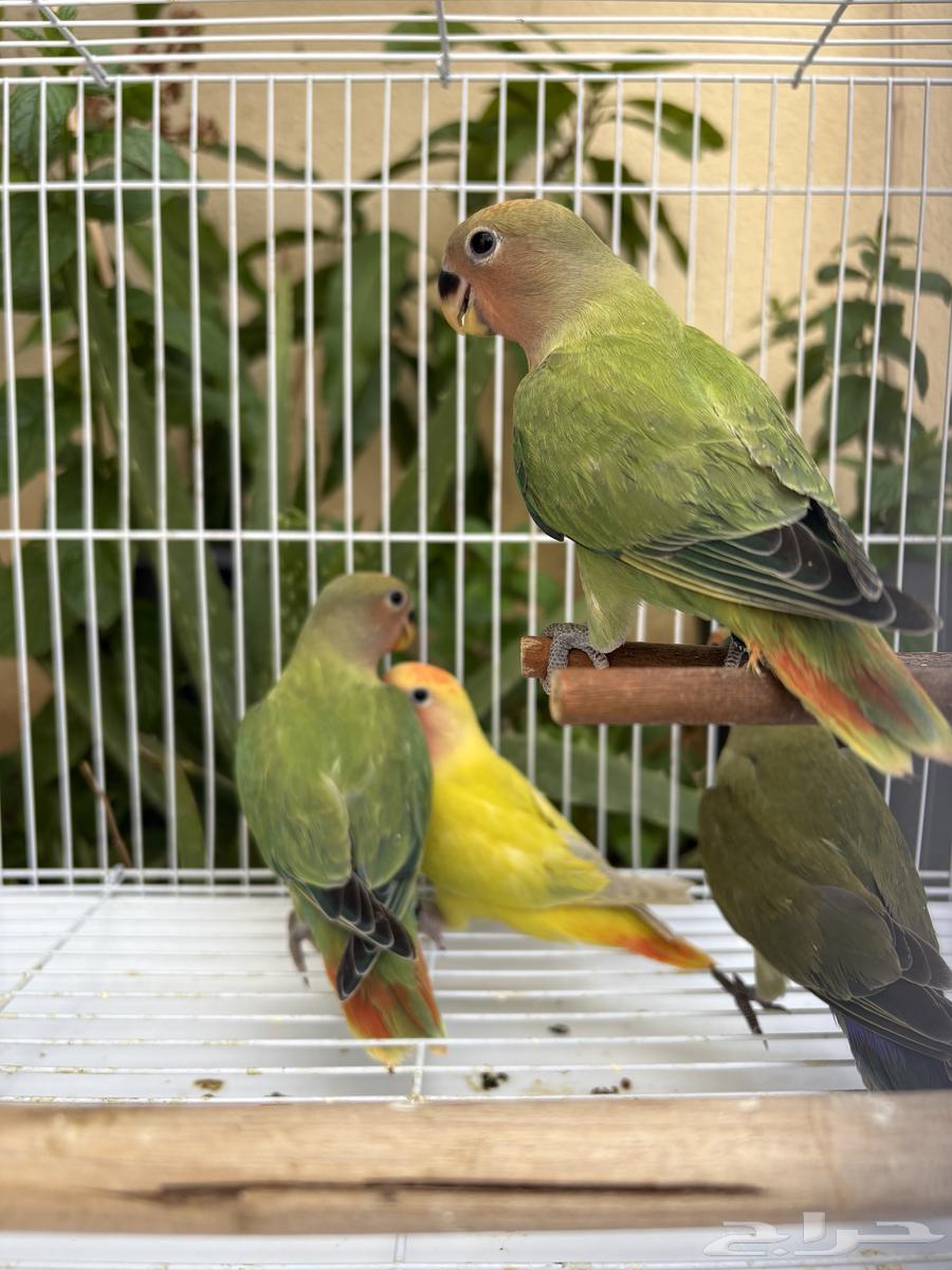 فروخ روز مفطومه ومحجله63066410335363112