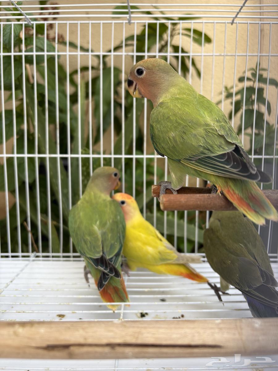 فروخ روز مفطومه ومحجله63066410335363113