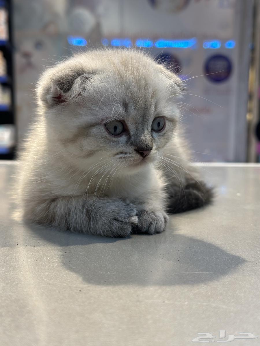 The cat has been sold63064821261698113