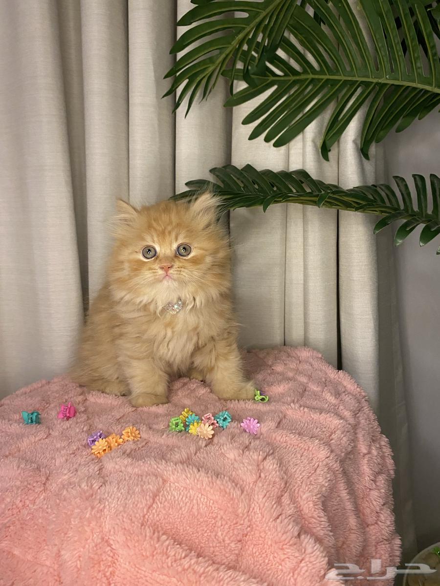 Scottish Fold kittens for sale63065219585025114